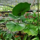 cairns (10)_DxO_DxO.jpg