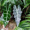 cairns (23)_DxO_DxO.jpg