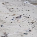 cairns (33)_DxO_DxO.jpg