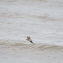 cairns (37)_DxO_raw_DxO.jpg