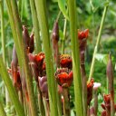 cairns (7)_DxO_DxO.jpg