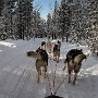 Promenade en chien de traineau dans la campagne suédoise