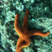 Etoile de mer en posture