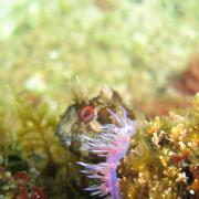 Flabelline et blennie