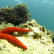 Une étoile de mer à l'affut