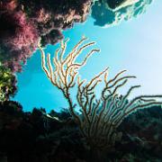 Gorgone sous un rocher