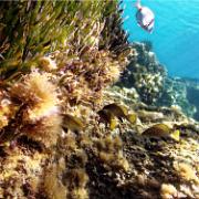 Une famille de corb en train de rentrer chez eux
