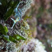 Hervia processionnaire